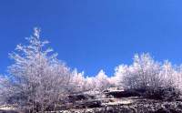 Alberi e il cielo blu